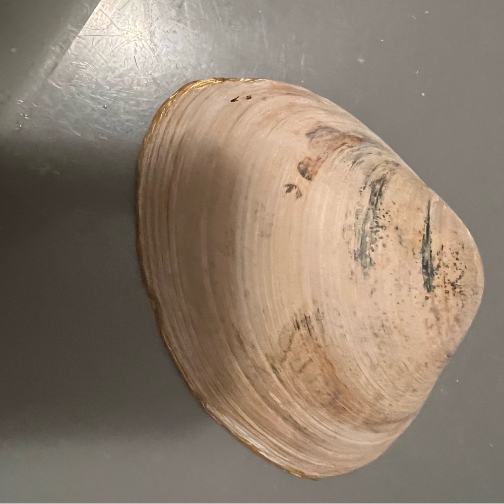 Decorated clam shell - Picture 6 of 6